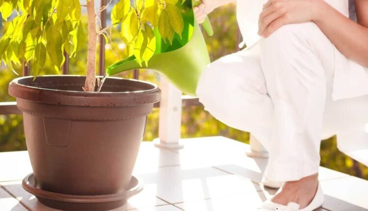 Água de Arroz nas Plantas