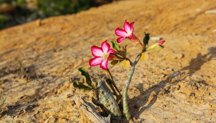 As Folhas da Rosa do Deserto Estão Amarelando