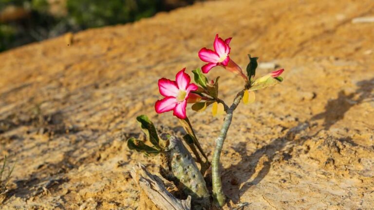 As Folhas da Rosa do Deserto Estão Amarelando