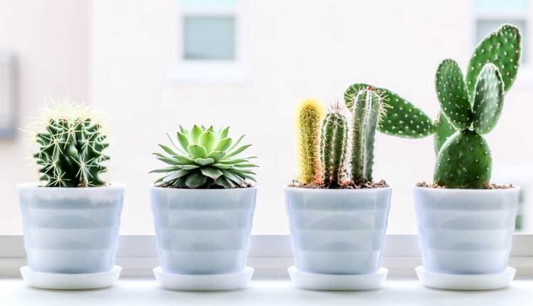 Cactos