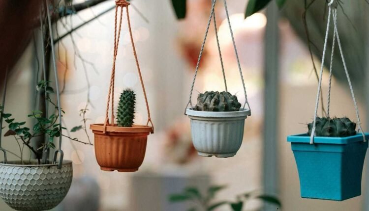 Cactos Suspensos