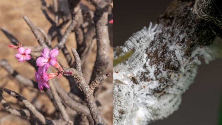 Cochonilha de Raiz na Sua Rosa do Deserto