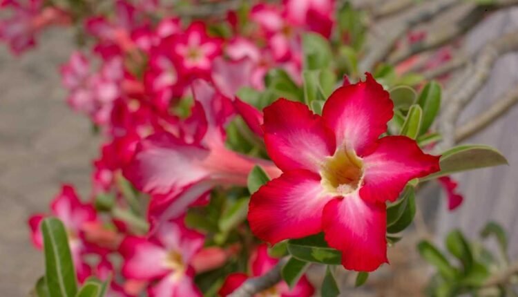 Como Fazer Sua Rosa do Deserto Florescer