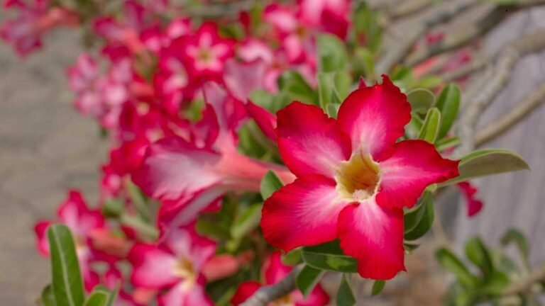 Como Fazer Sua Rosa do Deserto Florescer