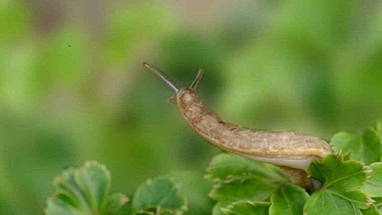 Controle de Lesmas em Hortas e Jardins