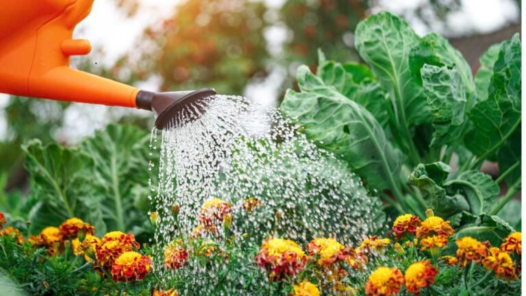 Cuidado! O horário que você rega o seu jardim pode influenciar na saúde das plantas