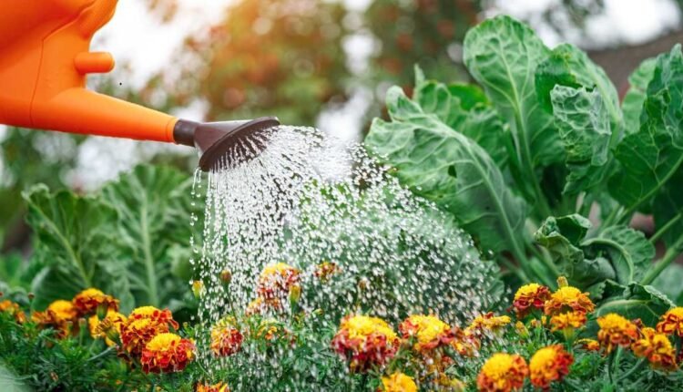 Cuidado! O horário que você rega o seu jardim pode influenciar na saúde das plantas
