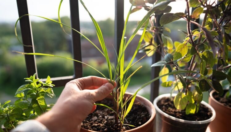 Como Plantar Capim-Cidreira