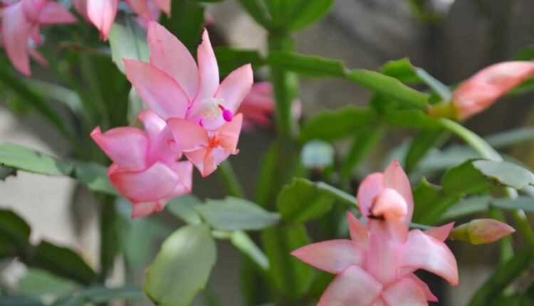 Flor de Maio