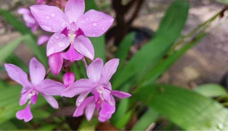 Orquídeas de Chão