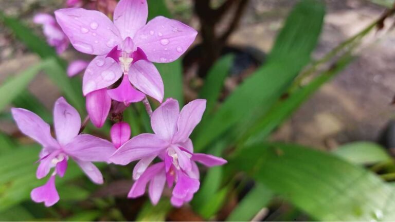 Orquídeas de Chão