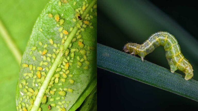 Xô lagartas e pulgões