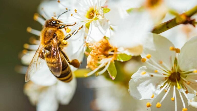 Quer atrair Polinizadores Para Seu Jardim