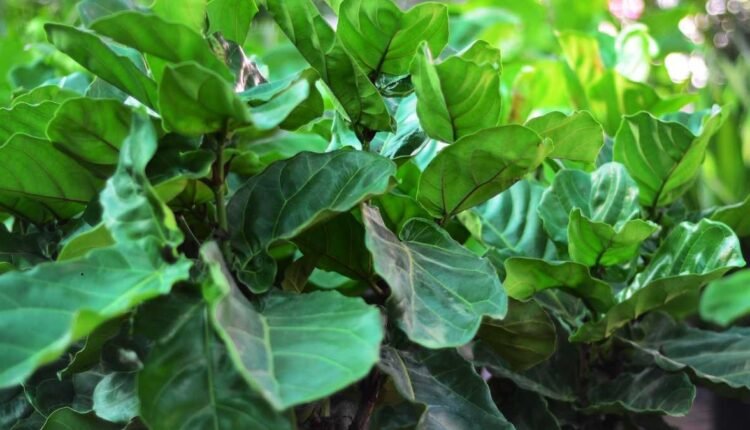 Ficus Está com Manchas Escuras nas Folhas