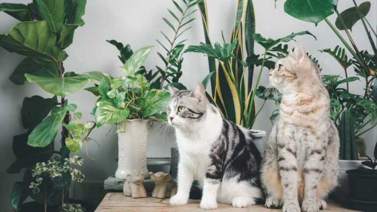 Plantas Perigosas para Animais