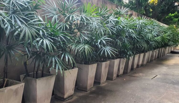 Ráfia (Rhapis excelsa)