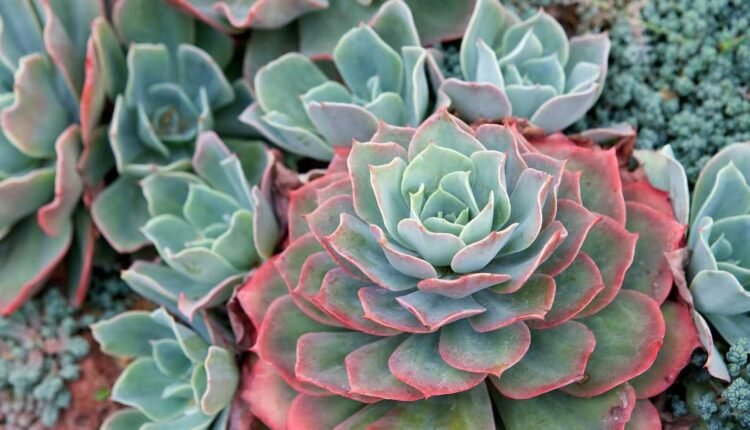 Suculenta Echeveria