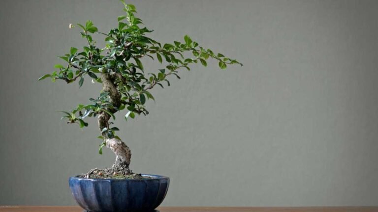 bonsai