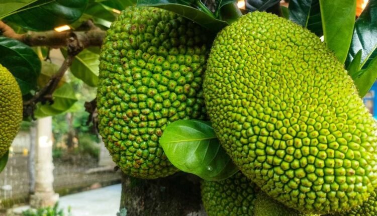 fruta-pão