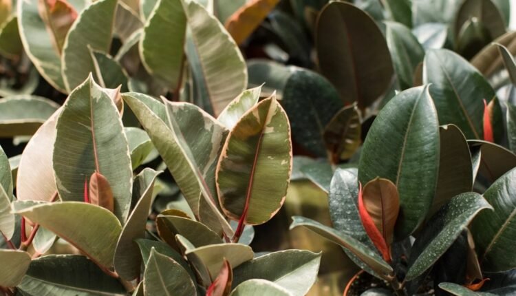 Ficus elastica