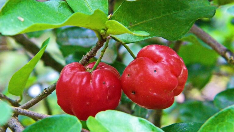 acerola