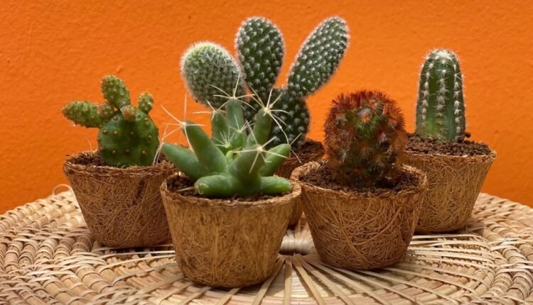 suculentas