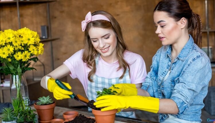 Melhores Plantas para Presentear