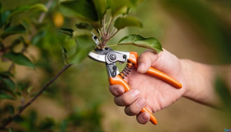 poda em árvores frutíferas