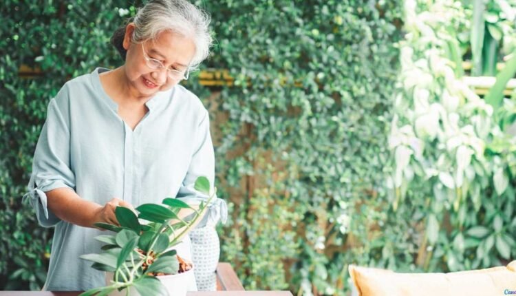 Plantas