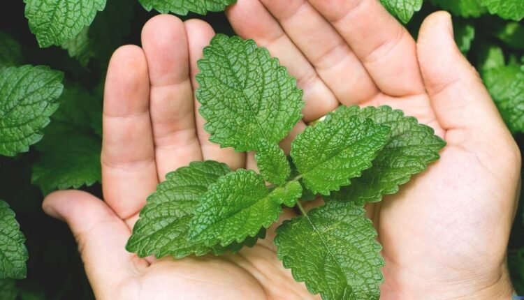Hortelã sem Complicação: Cuidados para um Cultivo Perfeito