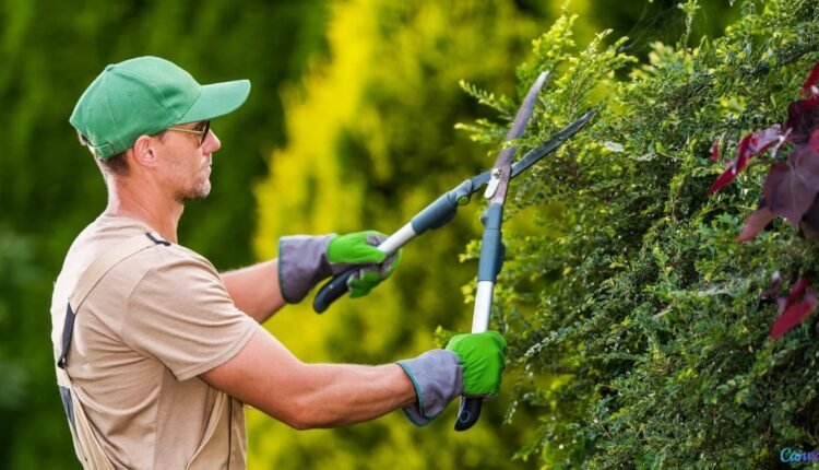 Como a Poda Pode Revitalizar Suas Plantas e Transformar Seu Jardim"