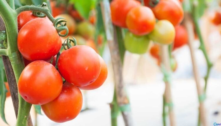 Tomate Cereja em Vasos