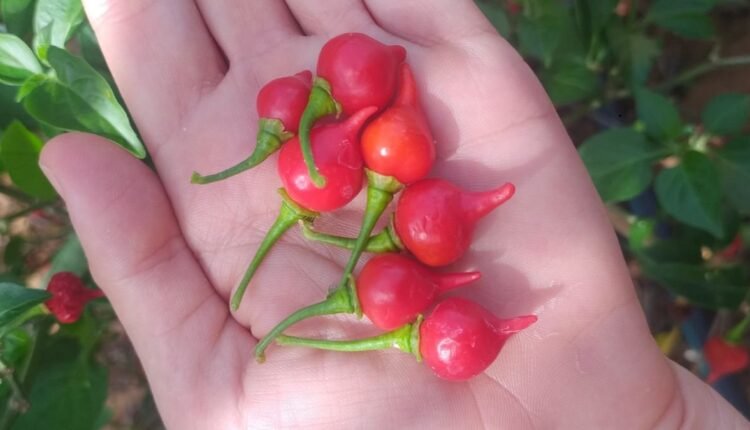 Como germinar pimenta biquinho