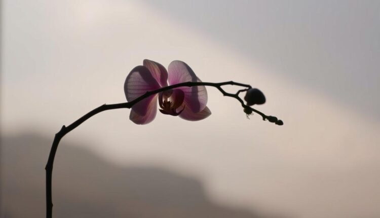 Como identificar se sua orquídea está dormindo ou morrendo