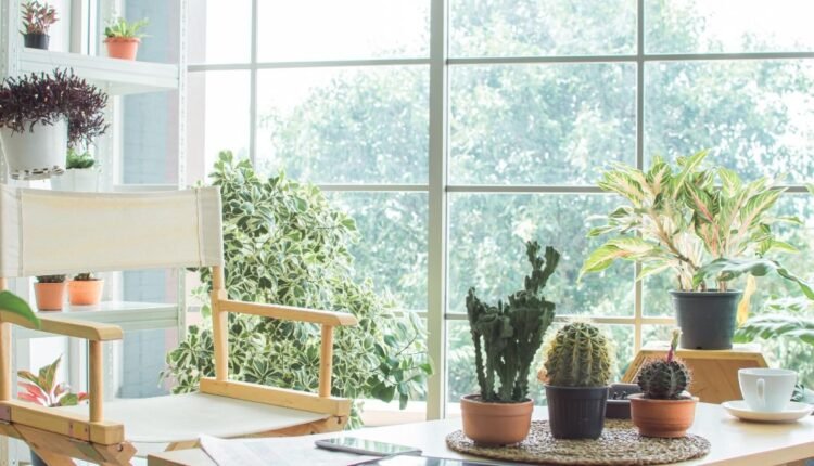 Conheça 16 Plantas Que Se Dão Bem com Ar-Condicionadoo