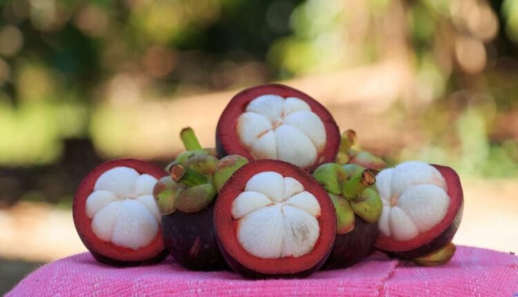 Mangostão