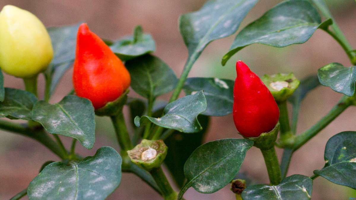 Pimenta Biquinho