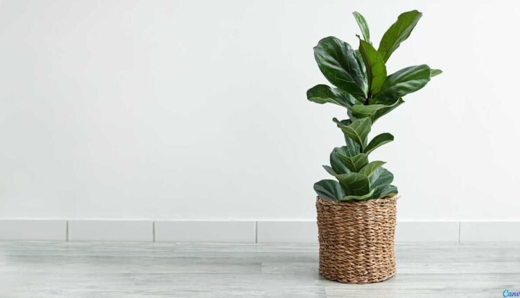 Ficus Lyrata