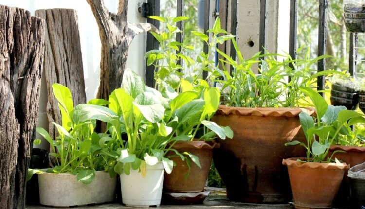 cultivar hortaliças em casa