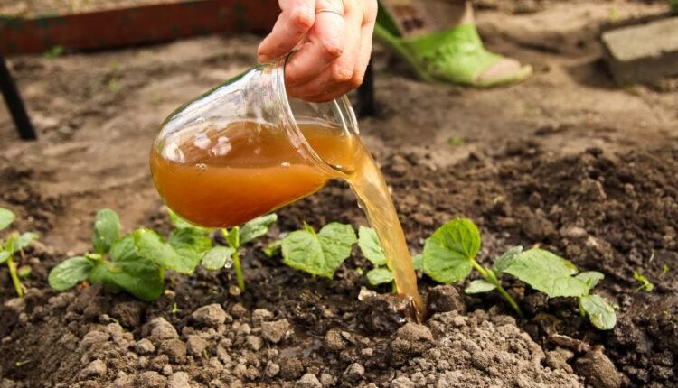 Adubo Caseiro e Orgânico: Transforme Seus Resíduos em Vida para o Jardim
