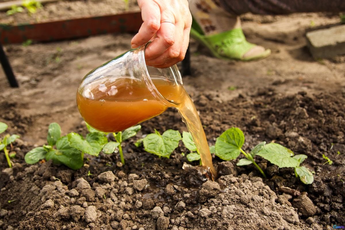 Adubo Caseiro e Orgânico: Transforme Seus Resíduos em Vida para o Jardim