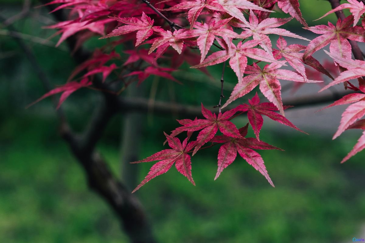 As Melhores Plantas para Cultivar no Outono