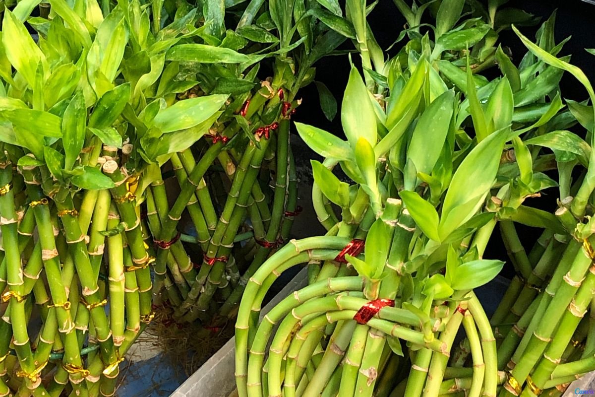 Bambu da Sorte na Água Bambu da Sorte na Água