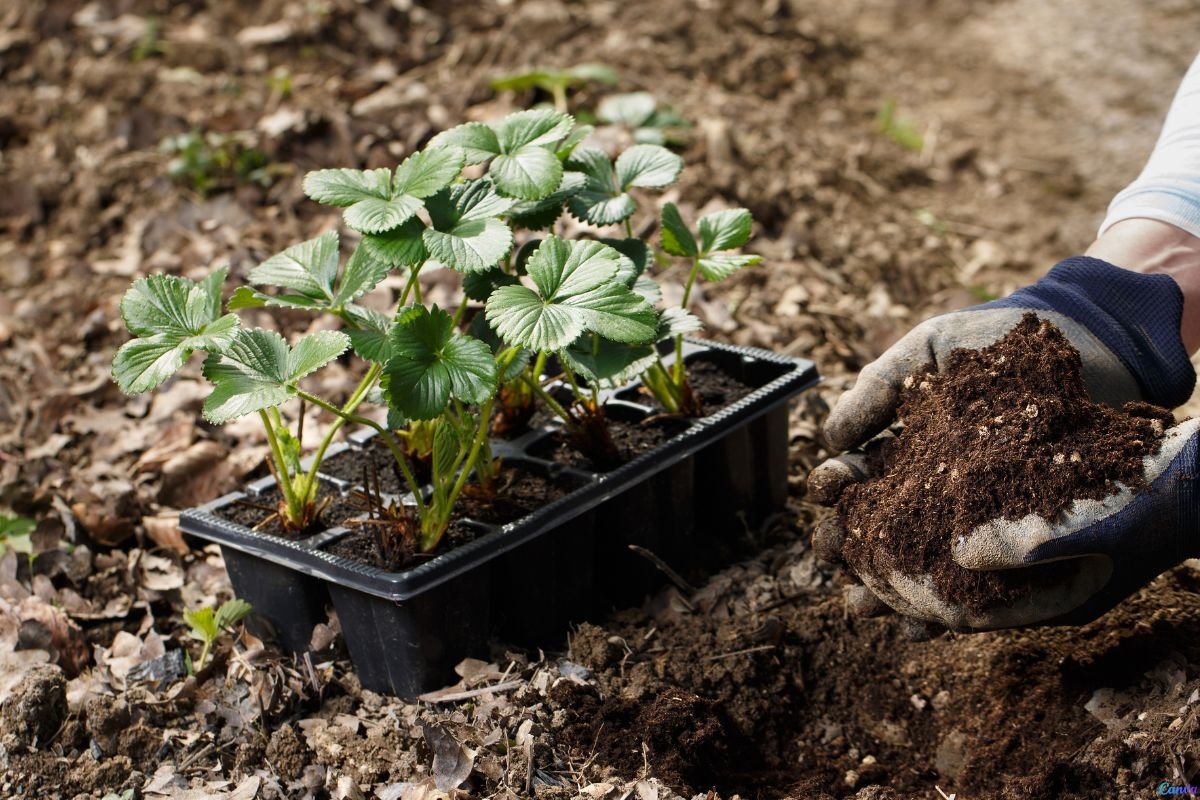 Borra de Café O Segredo do Adubo Caseiro que Suas Plantas Vão Amar!