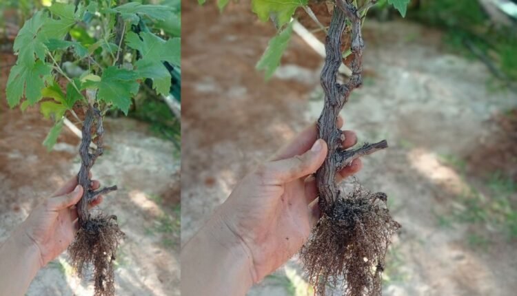 Enraizar Uvas