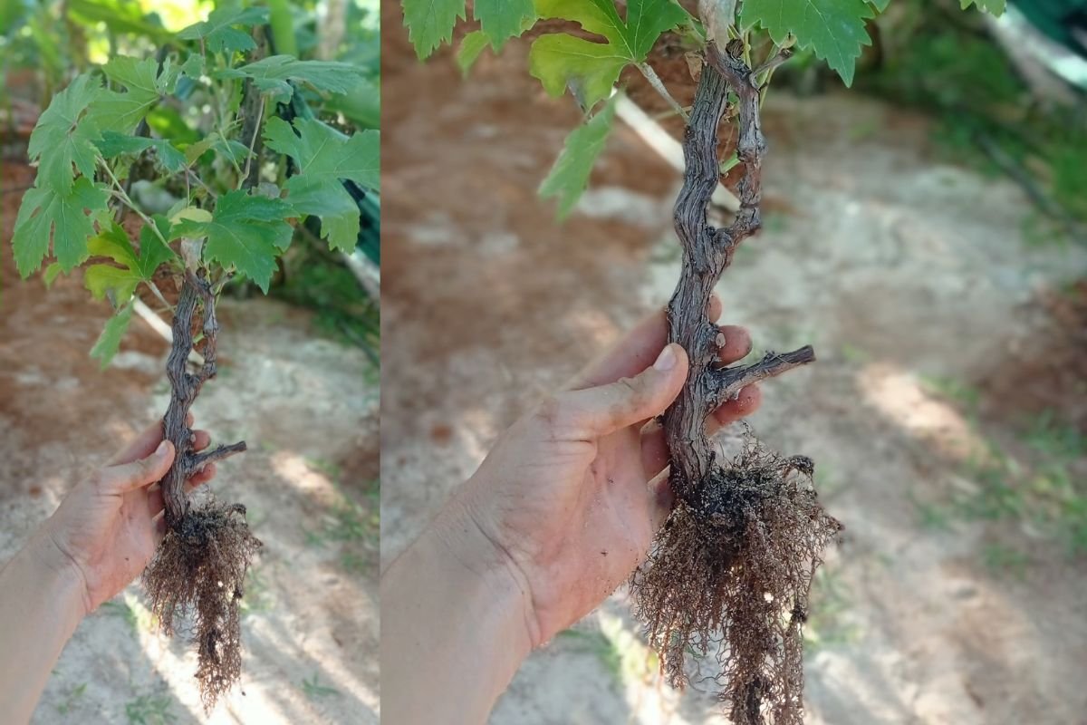 Enraizar Uvas