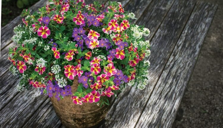 Flor de São Miguel
