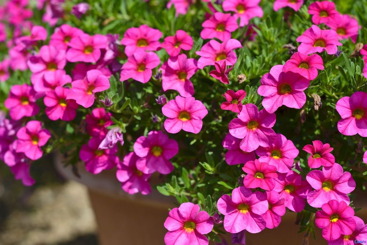 Flor de São Miguel