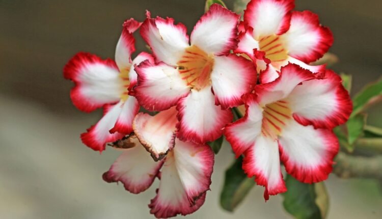 O que é bom colocar na rosa do deserto para florescer