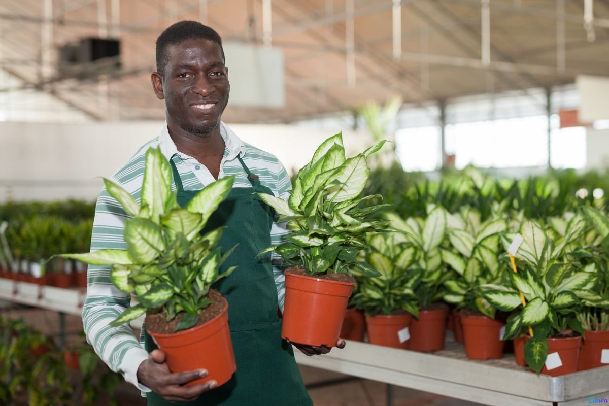 planta comigo ninguem pode é venenosa